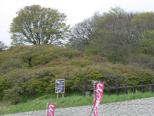 田束山ツツジ状況２