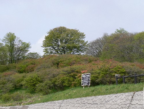 田束山ツツジ状況３