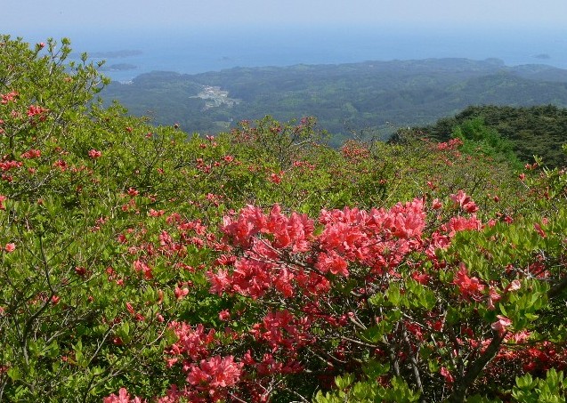 田束山つつじ状況４