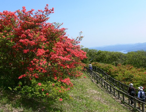 田束山つつじ状況４