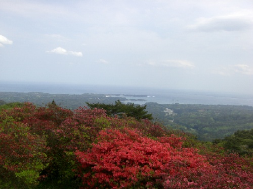 開花状況(5月18日・景観)