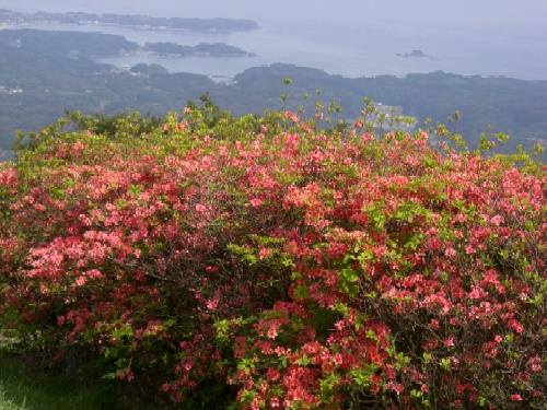 つつじ開花状況（5月23日・景観）
