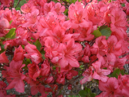 つつじ開花状況(5月23日)