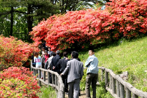 田束山つつじ(西側)のようす