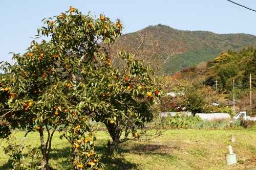 色付く神行堂山