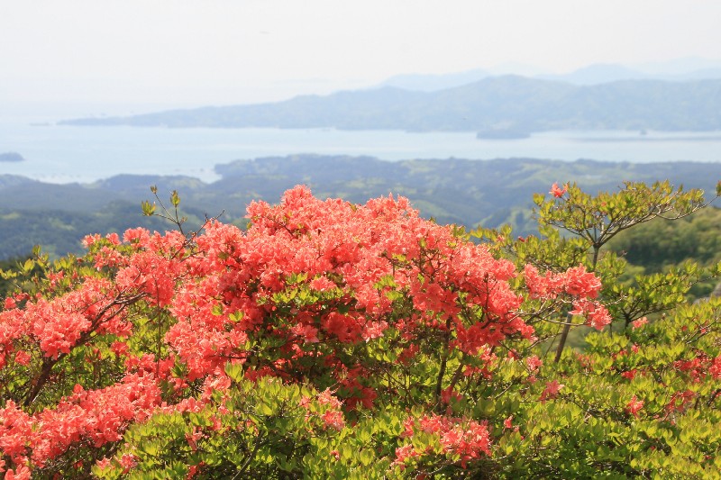 田束山つつじ