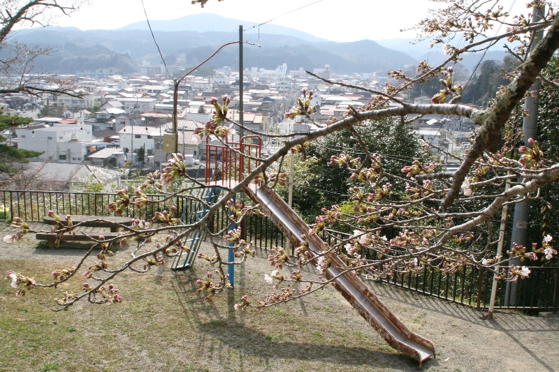 東山公園の桜の開花情報