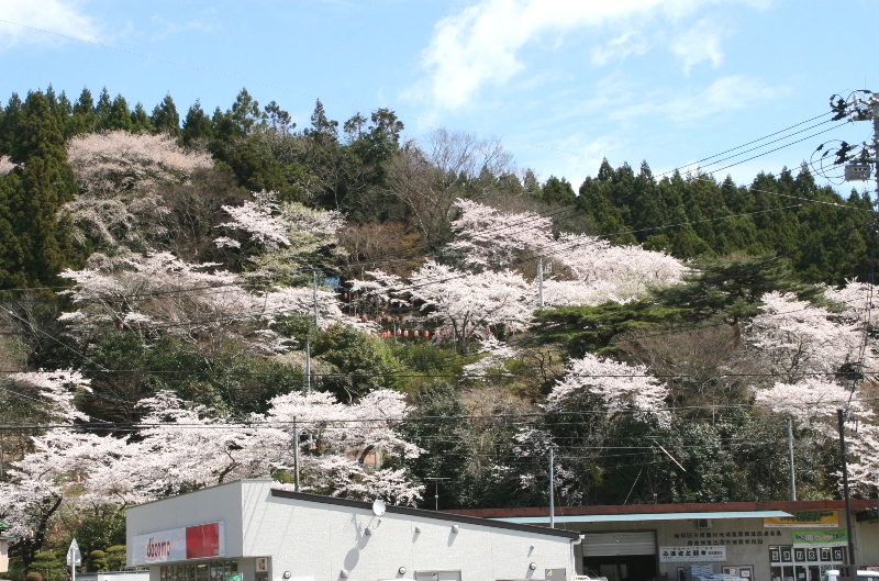東山の桜　ほぼ満開