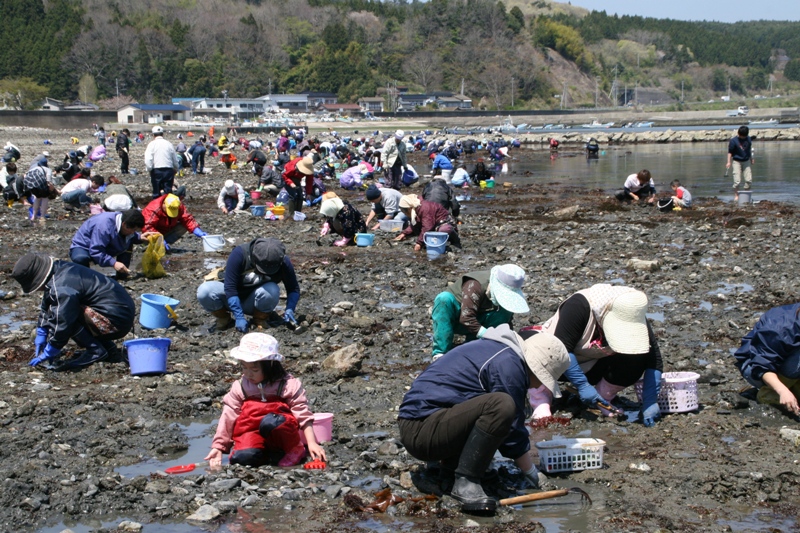 あさりの開口で大賑わい