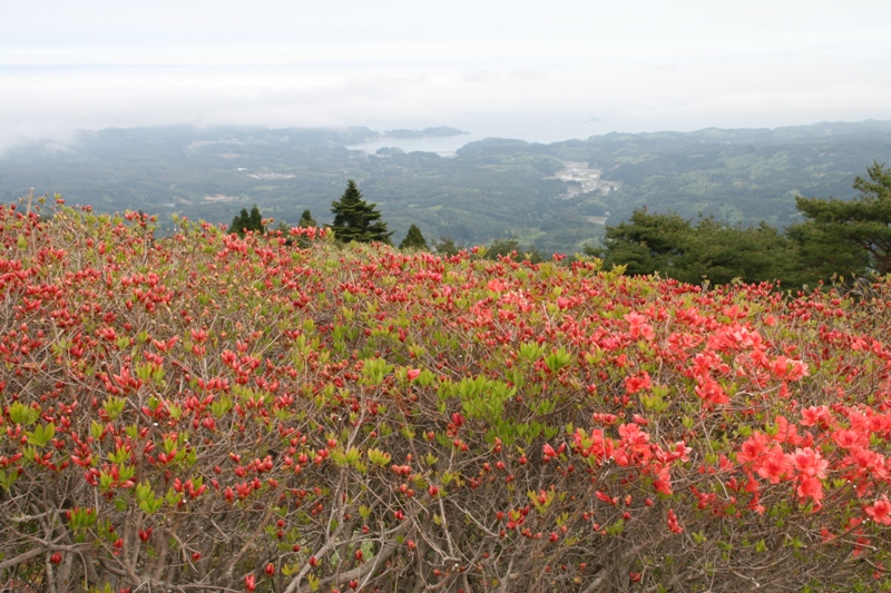 田束山つつじ開花情報