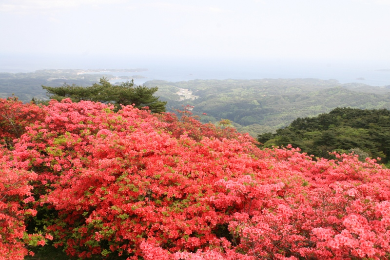 田束山つつじ開花情報