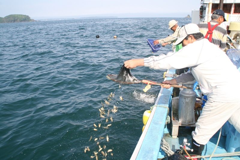 クロソイの放流
