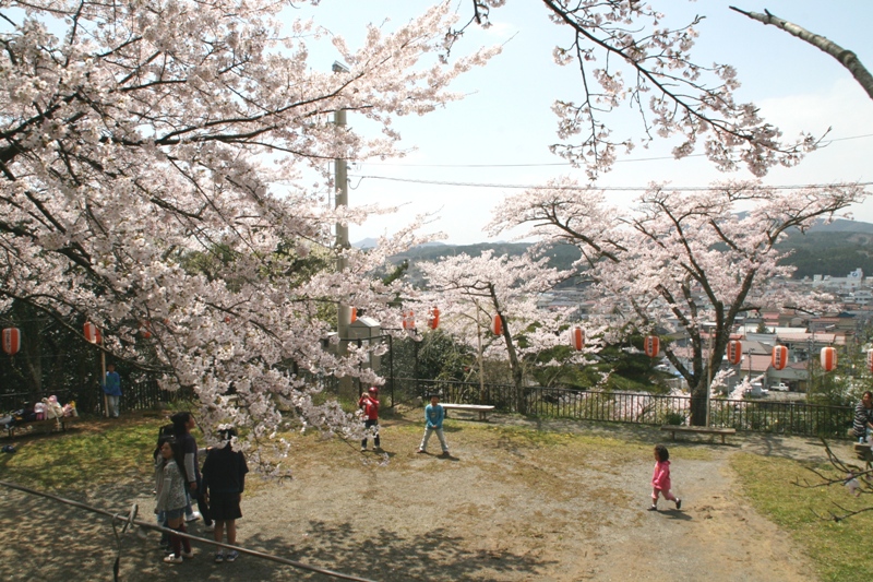 桜満開です