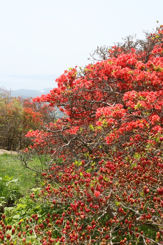田束山つつじの開花状況（平成22年5月21日現在）