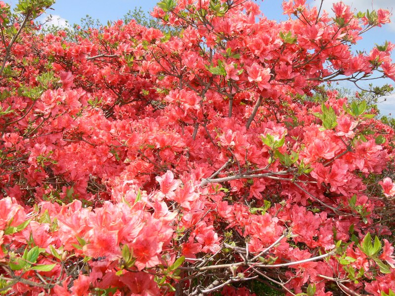 田束山つつじの開花状況（平成22年5月25日現在）