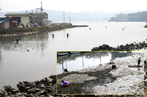 早春の八幡川河口