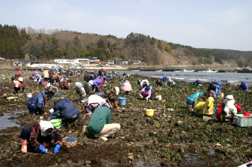 折立海岸の潮干狩り