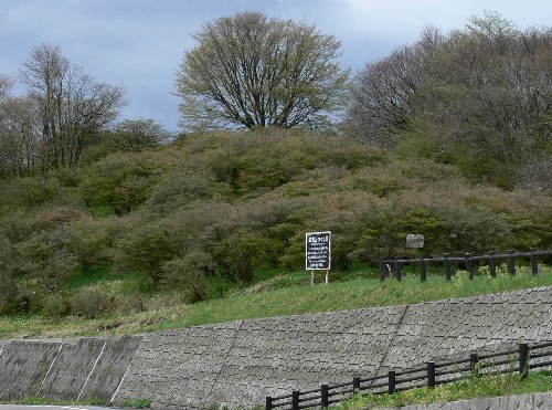 田束山ツツジ状況１